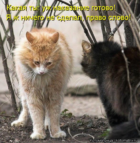 Какая ты: уж наказание готово! Я ж ничего не сделал, право слово!... Котоматрица: Какая ты: уж наказание готово! Я ж ничего не сделал, право слово!