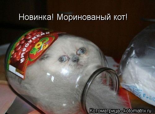 Новинка! Моринованый кот!... Котоматрица: Новинка! Моринованый кот!