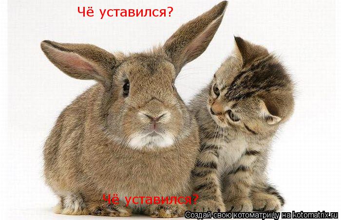 гщ Чё уставился? Чё уставился? Чё уставился?... Котоматрица: гщ Чё уставился? Чё уставился? Чё уставился?