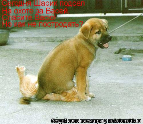 Сегодня Шарик подсел На охоте за Васей. Спасите Васю! Но как не постродать?... Котоматрица: Сегодня Шарик подсел На охоте за Васей. Спасите Васю! Но как не постродать?