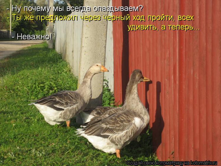 Котоматрица: - Ну почему мы всегда опаздываем? - Ты же предложил через черный ход пройти, всех удивить, а теперь... - Неважно!