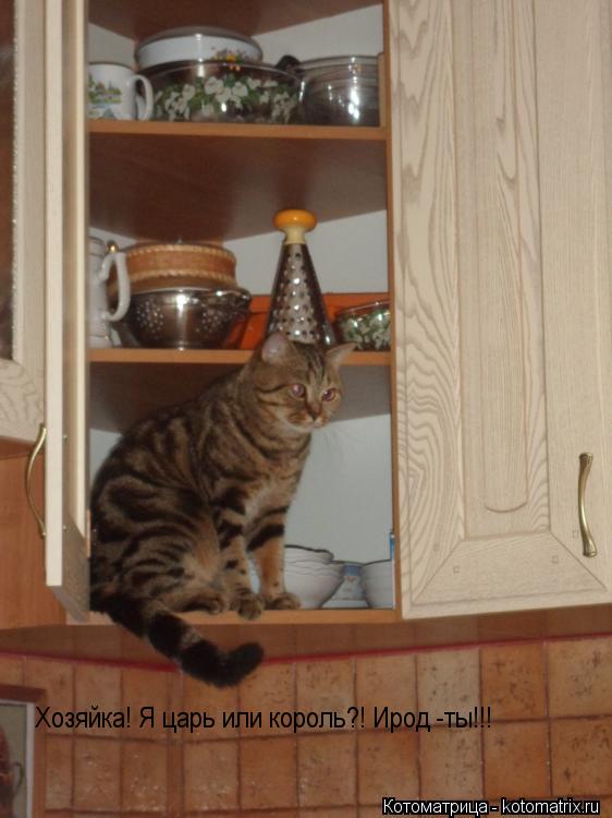 Хозяйка! Я царь или король?! Ирод -ты!!!... Котоматрица: Хозяйка! Я царь или король?! Ирод -ты!!!