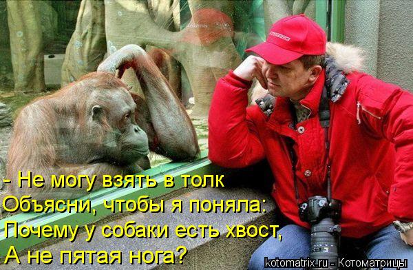Котоматрица: - Не могу взять в толк Объясни, чтобы я поняла: Почему у собаки есть хвост, А не пятая нога?
