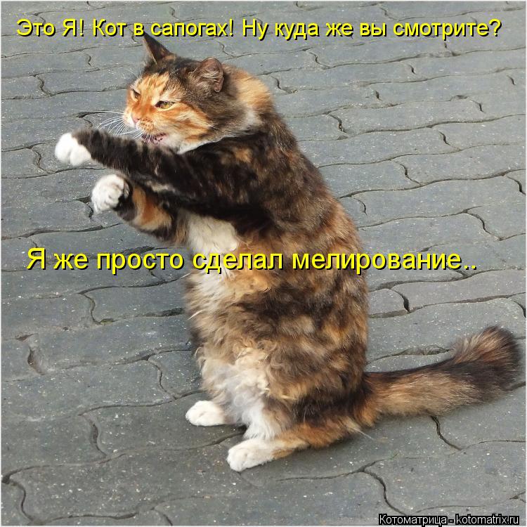 Это Я! Кот в сапогах! Ну куда же вы смотрите? Я же просто сделал мелирование..... Котоматрица: Это Я! Кот в сапогах! Ну куда же вы смотрите? Я же просто сделал мелирование..