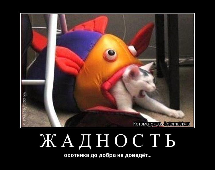 Котоматрица: жадность охотника до добра не доведёт...