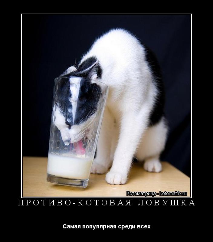 Противо-КотоваЯ Ловушка Самая популярная среди всех... Котоматрица: Противо-КотоваЯ Ловушка Самая популярная среди всех