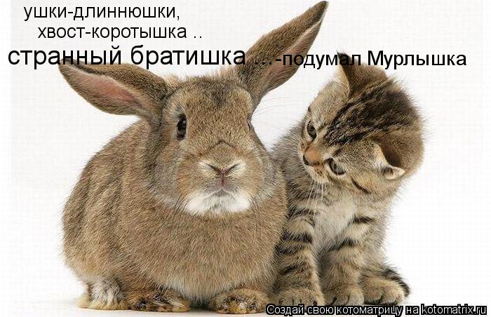 ушки-длиннюшки, хвост-коротышка .. странный братишка ... -подумал Мурлышка... Котоматрица: ушки-длиннюшки, хвост-коротышка .. странный братишка ... -подумал Мурлышка