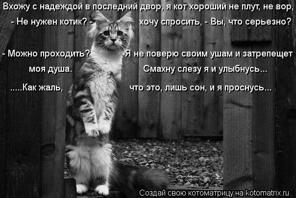 Вхожу с надеждой в последний двор, я кот хороший не плут, не вор, - Не нужен котик? - ... Котоматрица: Вхожу с надеждой в последний двор, я кот хороший не плут, не вор, - Не нужен котик? - хочу спросить, - Вы, что серьезно? - Можно проходит