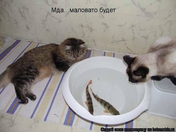 Котоматрица: Мда...маловато будет