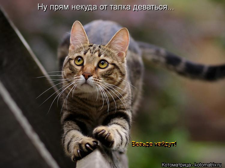 Ну прям некуда от тапка деваться... Везьде найдут! Везьде найдут! Везьде найдут!... Котоматрица: Ну прям некуда от тапка деваться... Везьде найдут! Везьде найдут! Везьде найдут!