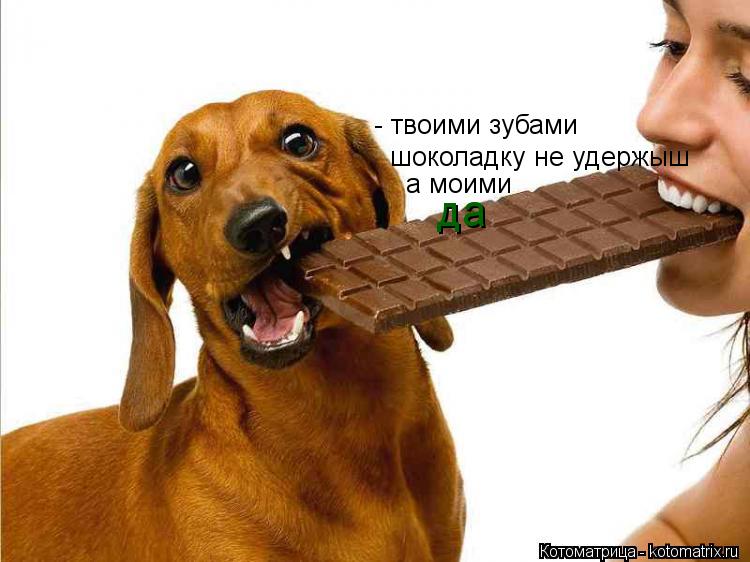 - твоими зубами шоколадку не удержыш а моими да... Котоматрица: - твоими зубами шоколадку не удержыш а моими да