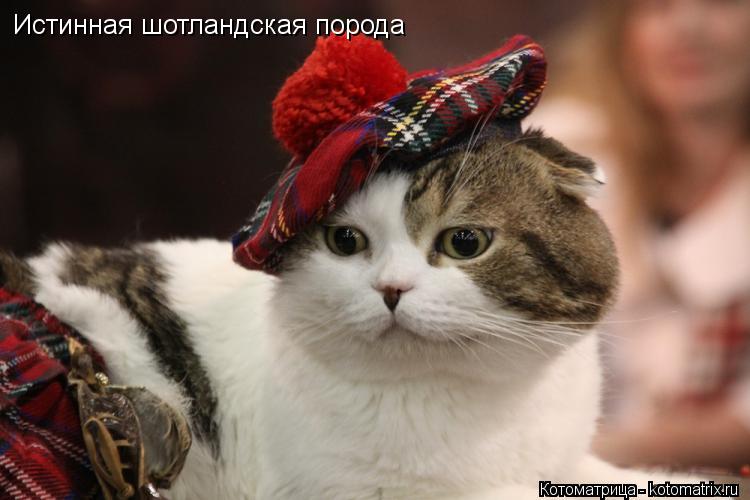 Истинная шотландская порода... Котоматрица: Истинная шотландская порода