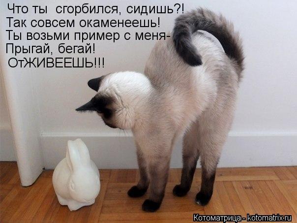 Что ты сгорбился, сидишь?! Так совсем окаменеешь! Ты возьми пример с меня- Прыгай, бегай! ОтЖИВЕЕШЬ!... Котоматрица: Что ты сгорбился, сидишь?! Так совсем окаменеешь! Ты возьми пример с меня- Прыгай, бегай! ОтЖИВЕЕШЬ!!!