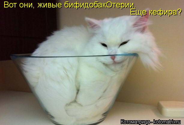 Котоматрица: Вот они, живые бифидобакОтерии.  Еще кефира?
