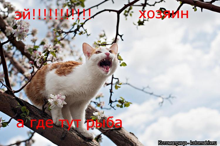 эй!!!!!!!!!!! хозяин а где тут рыба... Котоматрица: эй!!!!!!!!!!! хозяин а где тут рыба