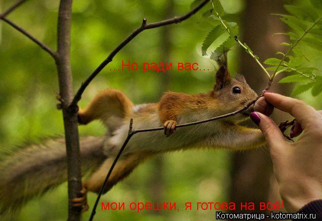 ...Но ради вас... мои орешки, я готова на всё!... Котоматрица: ...Но ради вас... мои орешки, я готова на всё!
