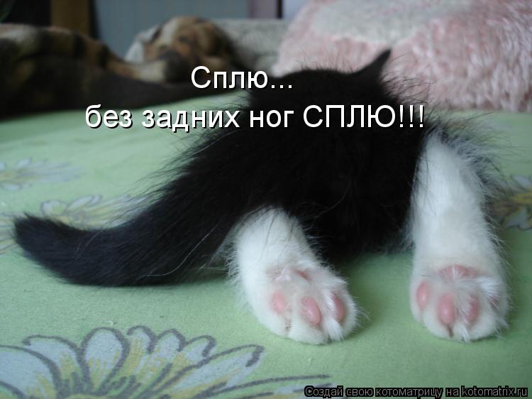 Котоматрица: Сплю... без задних ног СПЛЮ!!!