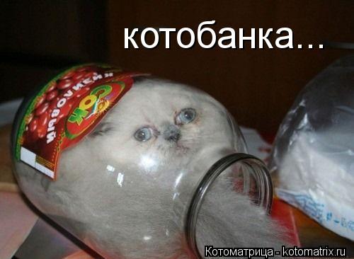 котобанка...... Котоматрица: котобанка...