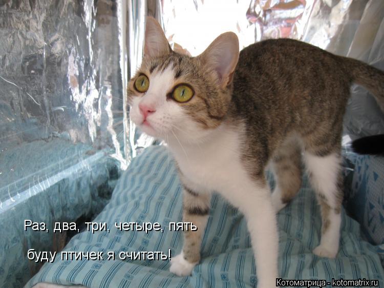 Котоматрица: Раз, два, три, четыре, пять  буду птичек я считать!