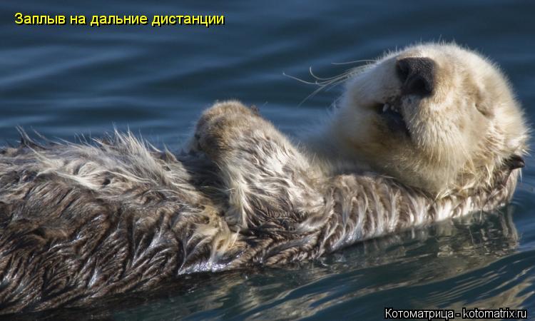 Котоматрица: Заплыв на дальние дистанции