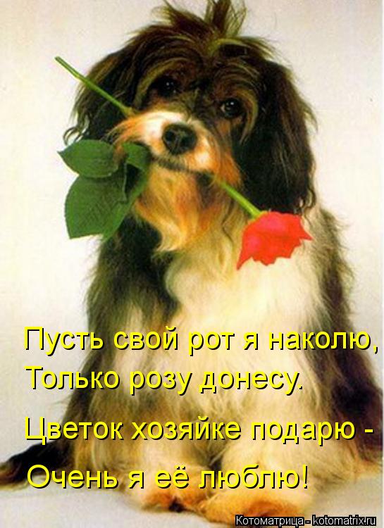 Котоматрица: Пусть свой рот я наколю, Только розу донесу. Цветок хозяйке подарю - Очень я её люблю!
