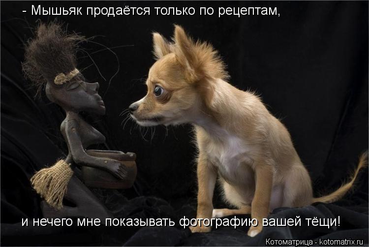 Котоматрица: - Мышьяк продаётся только по рецептам,  и нечего мне показывать фотографию вашей тёщи!