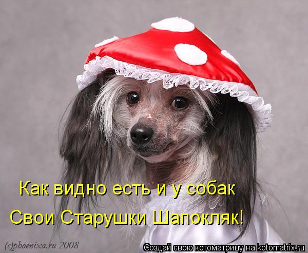 Как видно есть и у собак Свои Старушки Шапокляк!... Котоматрица: Как видно есть и у собак Свои Старушки Шапокляк!