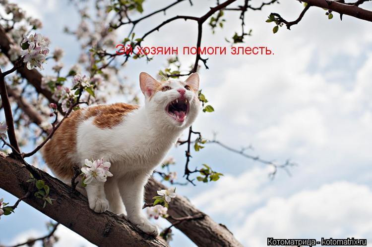 Эй хозяин помоги злесть.... Котоматрица: Эй хозяин помоги злесть.