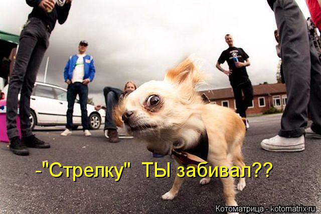 Котоматрица: -"Стрелку"  ТЫ забивал??