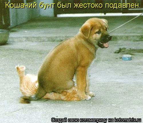 Котоматрица: Кошачий бунт был жестоко подавлен.