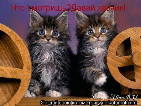 Что смотришь?Давай хавчик!... Котоматрица: Что смотришь?Давай хавчик!