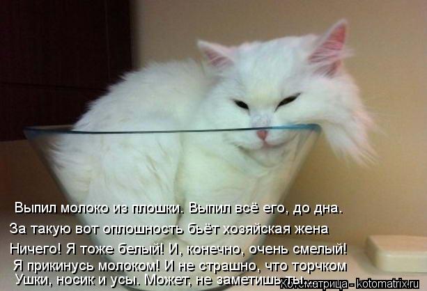 Выпил молоко из плошки. Выпил всё его, до дна. За такую вот оплошность бьёт хозяйская жена Ничего! Я ... Котоматрица: Выпил молоко из плошки. Выпил всё его, до дна. За такую вот оплошность бьёт хозяйская жена Ничего! Я тоже белый! И, конечно, очень смелый! Я при