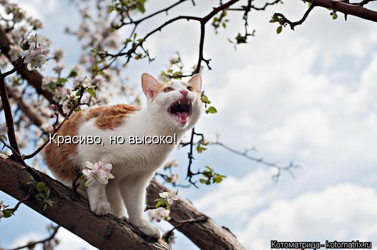 Котоматрица: Красиво, но высоко!
