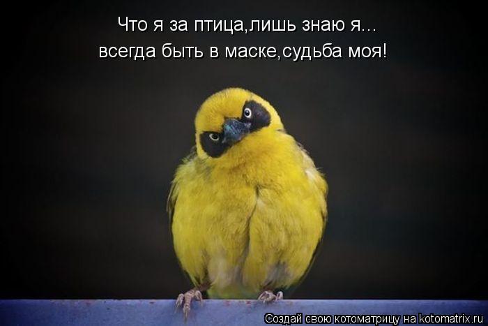 Котоматрица: Что я за птица,лишь знаю я... всегда быть в маске,судьба моя!