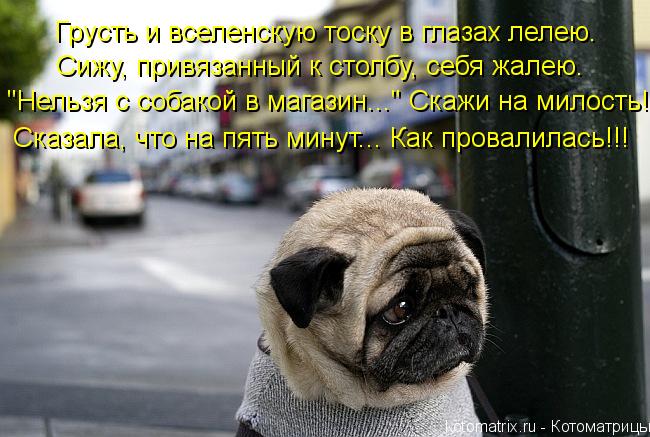 Грусть и вселенскую тоску в глазах лелею. Сижу, привязанный к столбу, себя жалею. "Нельзя с собакой в... Котоматрица: Грусть и вселенскую тоску в глазах лелею. Сижу, привязанный к столбу, себя жалею. "Нельзя с собакой в магазин..." Скажи на милость! Сказала, что