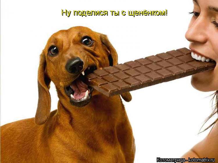 Ну поделися ты с щенёнком! Ну поделися ты с щенёнком! Ну поделися ты с щенёнком!... Котоматрица: Ну поделися ты с щенёнком! Ну поделися ты с щенёнком! Ну поделися ты с щенёнком!