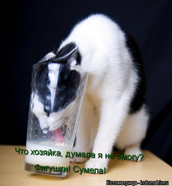 Что хозяйка, думала я не смогу? Фигушки! Сумела!... Котоматрица: Что хозяйка, думала я не смогу? Фигушки! Сумела!
