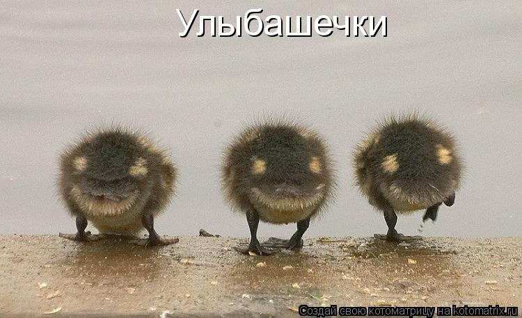 Котоматрица: Улыбашечки