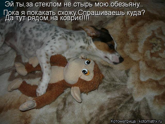 Котоматрица: Эй ты,за стеклом не стырь мою обезьяну.. Пока я покакать схожу.Спрашиваешь куда? Да тут рядом,на коврик!!!!