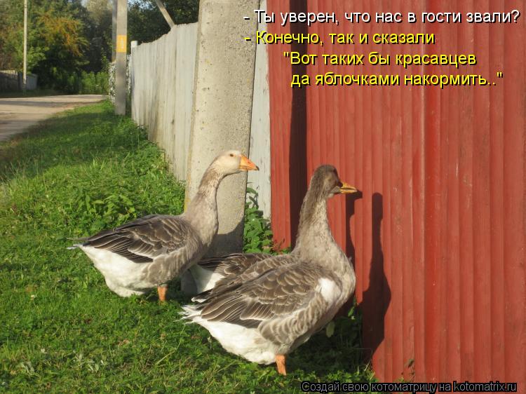 Котоматрица: - Ты уверен, что нас в гости звали? - Конечно, так и сказали  "Вот таких бы красавцев  да яблочками накормить.."