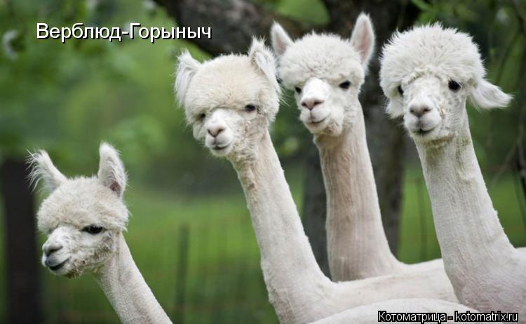 Котоматрица: Верблюд-Горыныч