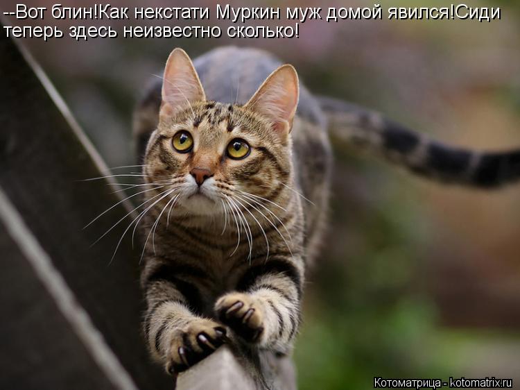 Котоматрица: --Вот блин!Как некстати Муркин муж домой явился!Сиди теперь здесь неизвестно сколько!