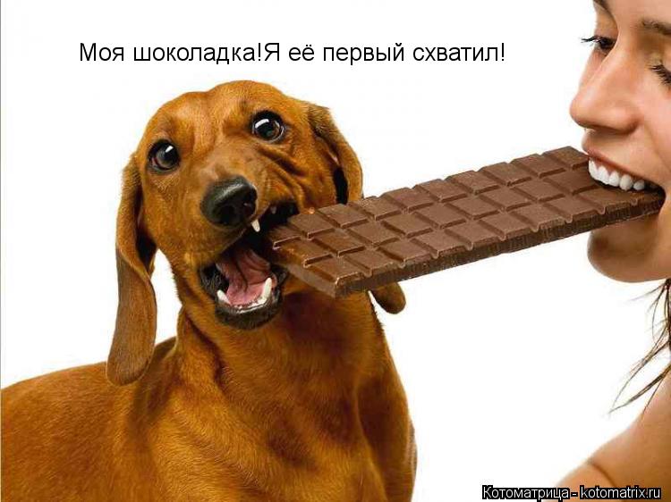 Моя шоколадка!Я её первый схватил!... Котоматрица: Моя шоколадка!Я её первый схватил!