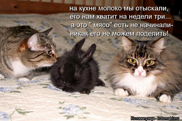Котоматрица: на кухне молоко мы отыскали, его нам хватит на недели три... а это " мясо" есть не начинали- никак его не можем поделить!