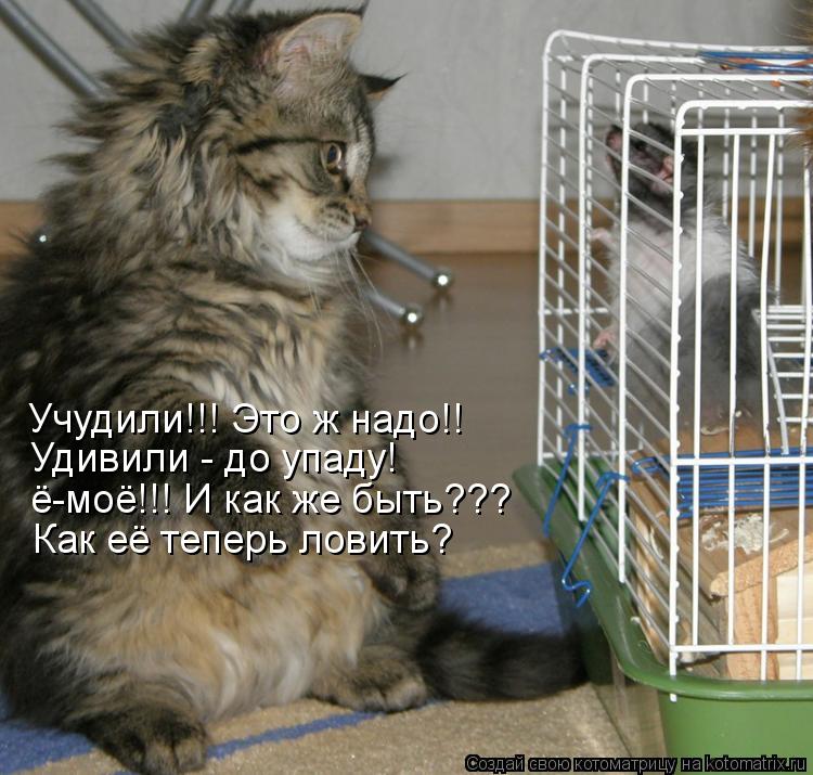 Котоматрица: Учудили!!! Это ж надо!! Удивили - до упаду! ё-моё!!! И как же быть??? Как её теперь ловить?