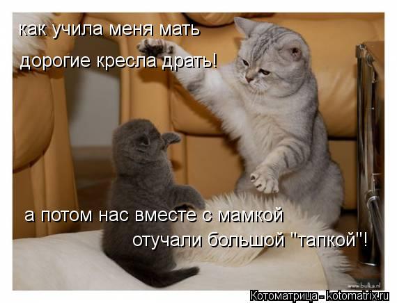 как учила меня мать дорогие кресла драть! а потом нас вместе с мамкой отучали большой "тапкой"!... Котоматрица: как учила меня мать дорогие кресла драть! а потом нас вместе с мамкой отучали большой "тапкой"!