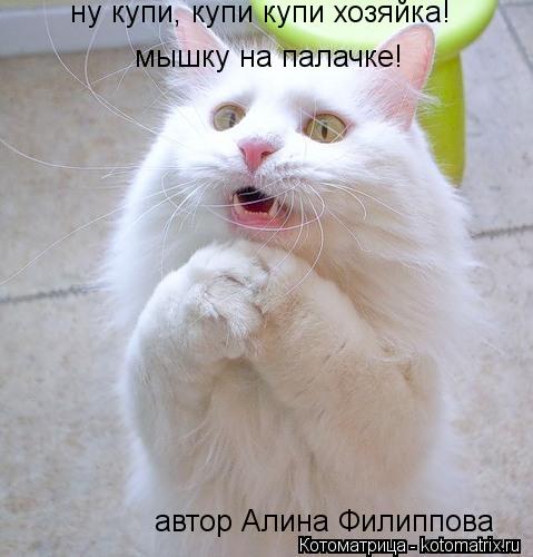 ну купи, купи купи хозяйка! мышку на палачке! автор Алина Филиппова... Котоматрица: ну купи, купи купи хозяйка! мышку на палачке! автор Алина Филиппова