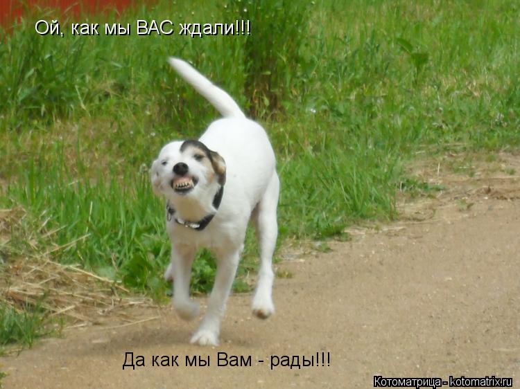 Ой, как мы ВАС ждали!!! Да как мы Вам - рады!!!... Котоматрица: Ой, как мы ВАС ждали!!! Да как мы Вам - рады!!!