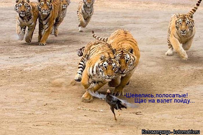 Щас на взлет пойду... -Шевелись,полосатые!... Котоматрица: Щас на взлет пойду... -Шевелись,полосатые!
