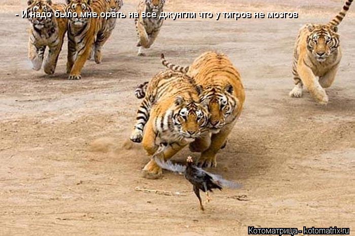 - И надо было мне,орать на все джунгли что у тигров не мозгов... Котоматрица: - И надо было мне,орать на все джунгли что у тигров не мозгов